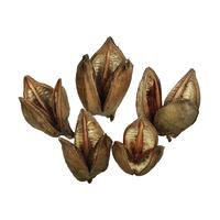 Vickerman 3"-4" Sora Pods, Dried