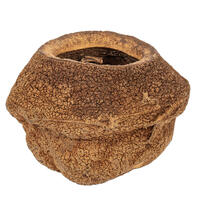 Vickerman 4" Sapa Pod, 3 Pack Dried
