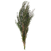 25-36" Green Lepto Longifolia Bundle 6oz