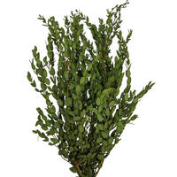 18-22" Green Parvafolia Stem Bundle -5oz