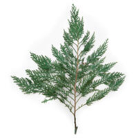 Vickerman 18-24"  Port Orford Green Cedar Branches, Preserved