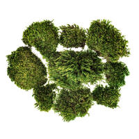 Premium Green Mood Moss - 2.75 lbs/Bx