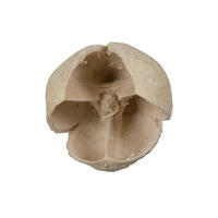 Vickerman Natural Botanicals 0.78" Bakuli