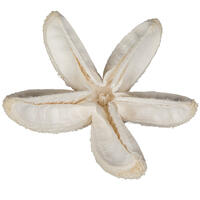 2.36" Bullet Flower Bleached 50/pk