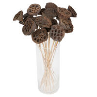 20" Lotus Pod Medium on Stem 50/pk