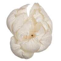 Vickerman 1-3" Natural Botanicals Assorted Natural Dried Sola Flower Head