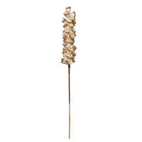 24" Natural Sola Scrape Skin Cone 12/bg