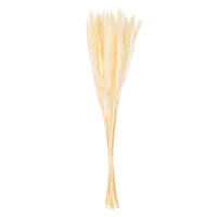 Vickerman 30" Dried  Reed Bunch. Approximately 20 stems. 