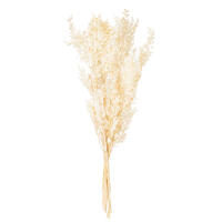 Vickerman 30" Dried / Preserved Ruscus 5.25 oz. Bunch 