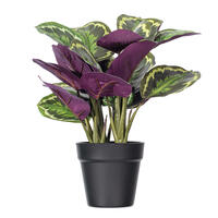 16" Calathea Veitchiana in Black Pot