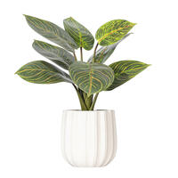 13" Philodendron Birkin in White Pot