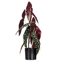 18" Begonia Maculata in Black Pot