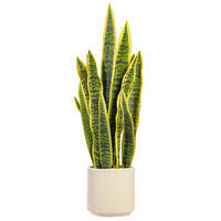 Vickerman Sansevieria Snake Potted Plant