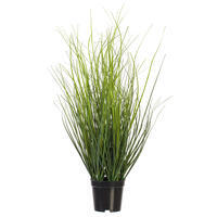 Vickerman Green Tufted Hairgrass Potted UV