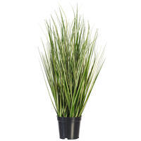 Vickerman Green Evergold Grass Potted UV