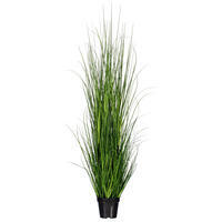 Green Lemongrass Potted