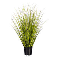 Green/Brown Switchgrass Potted