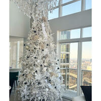 Classic White Spruce